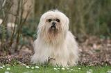 LHASSA APSO 202
